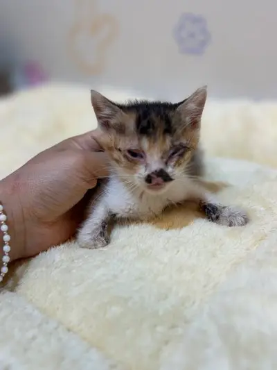믹스묘 보호중 사진