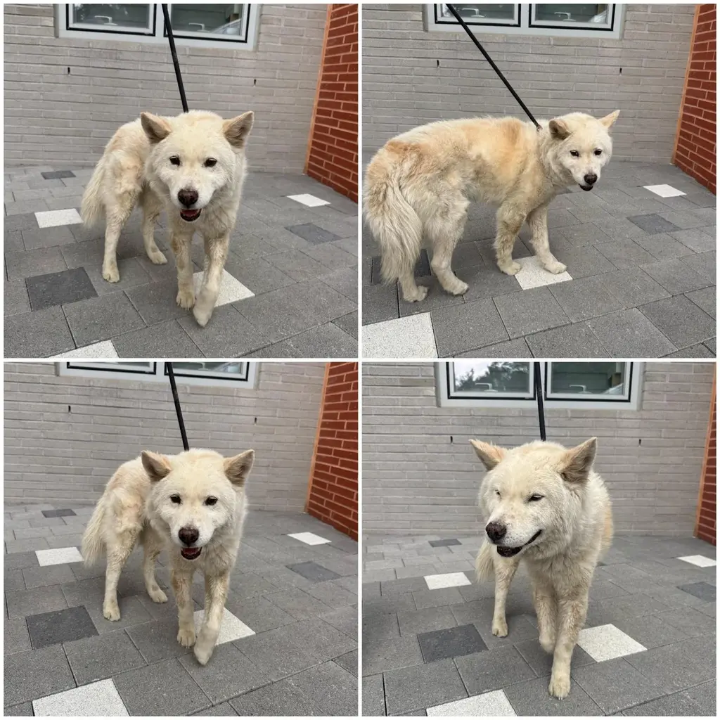 믹스견 보호중 사진