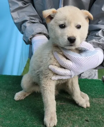 믹스견 보호중 사진