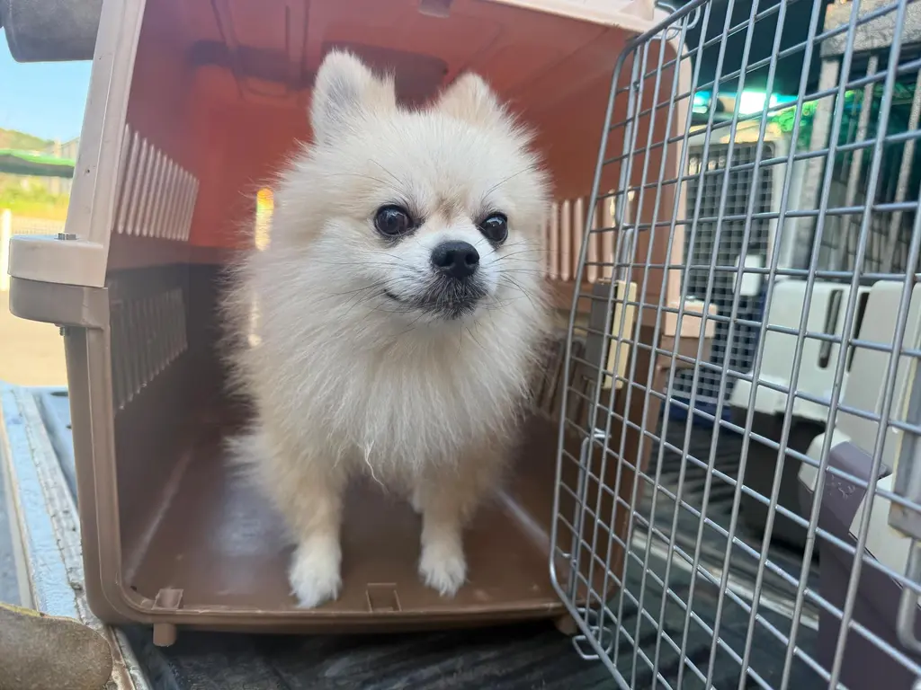 포메라니안 보호중 사진
