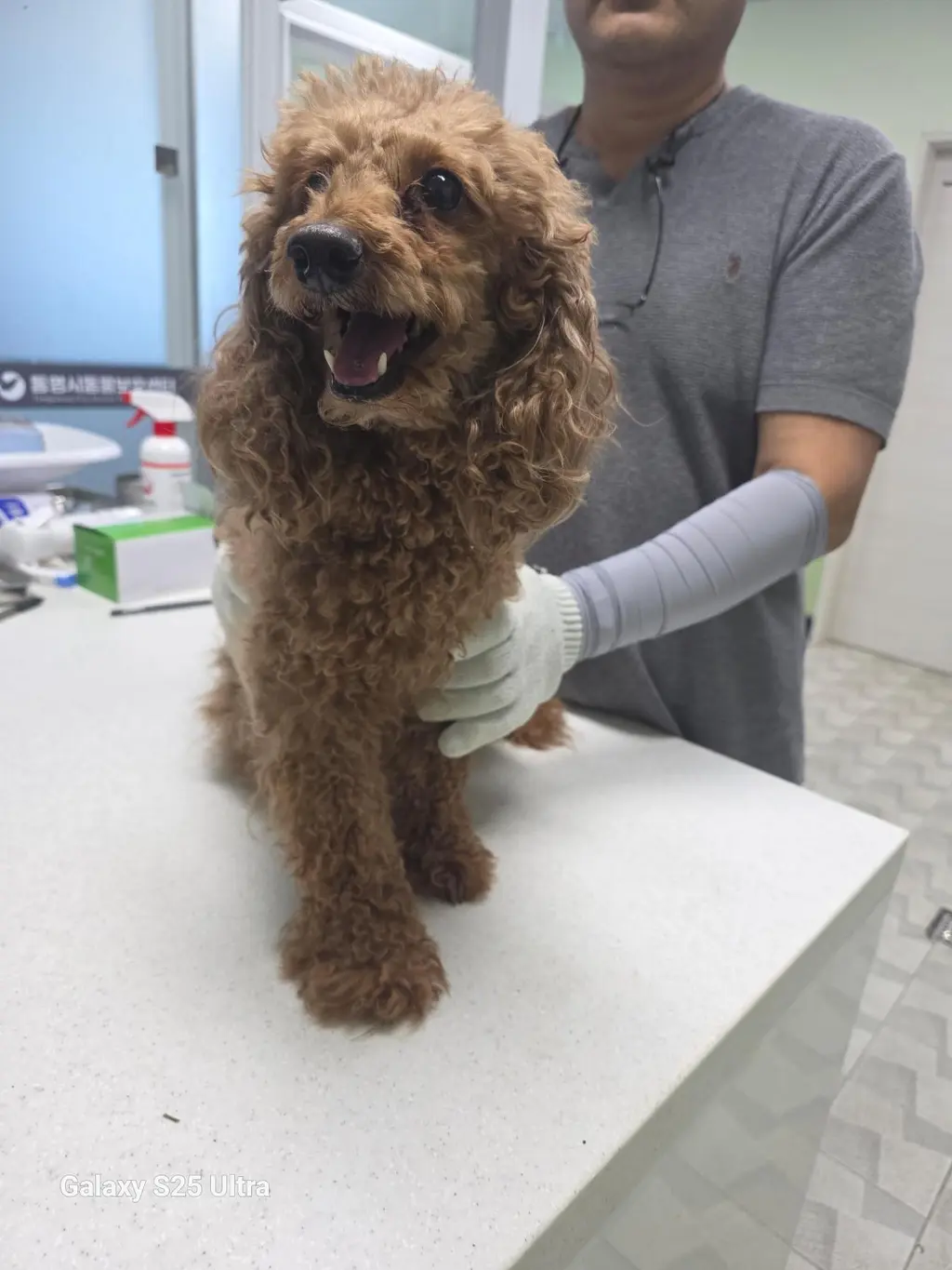 푸들 보호중 사진