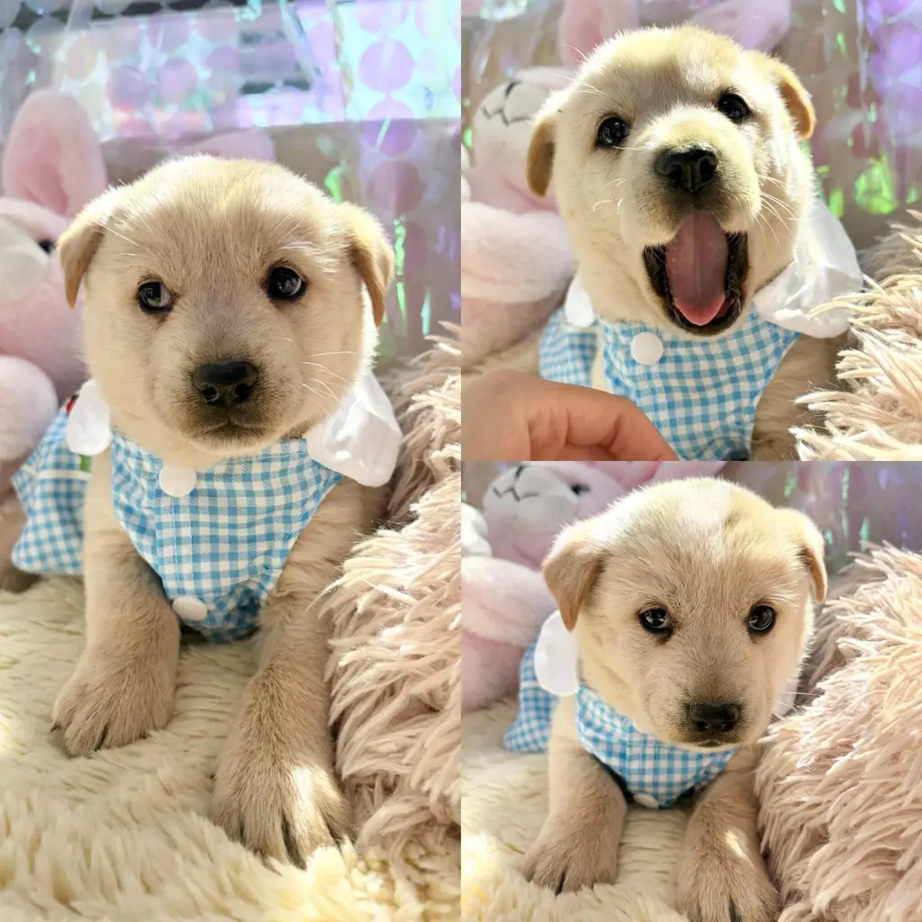 믹스견 보호중 사진