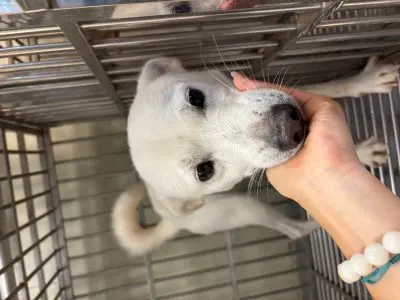 믹스견 보호중 사진