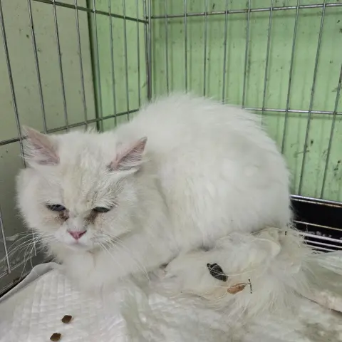 터키시 앙고라 보호중 사진