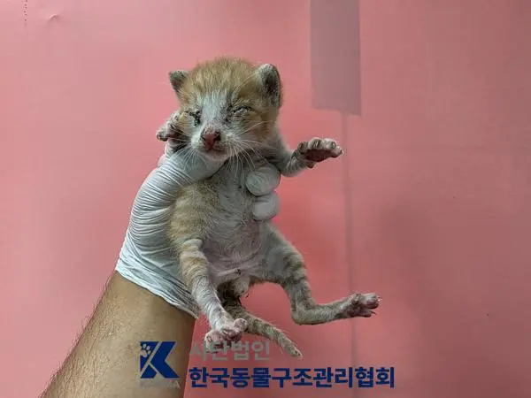 한국 고양이 보호중 사진