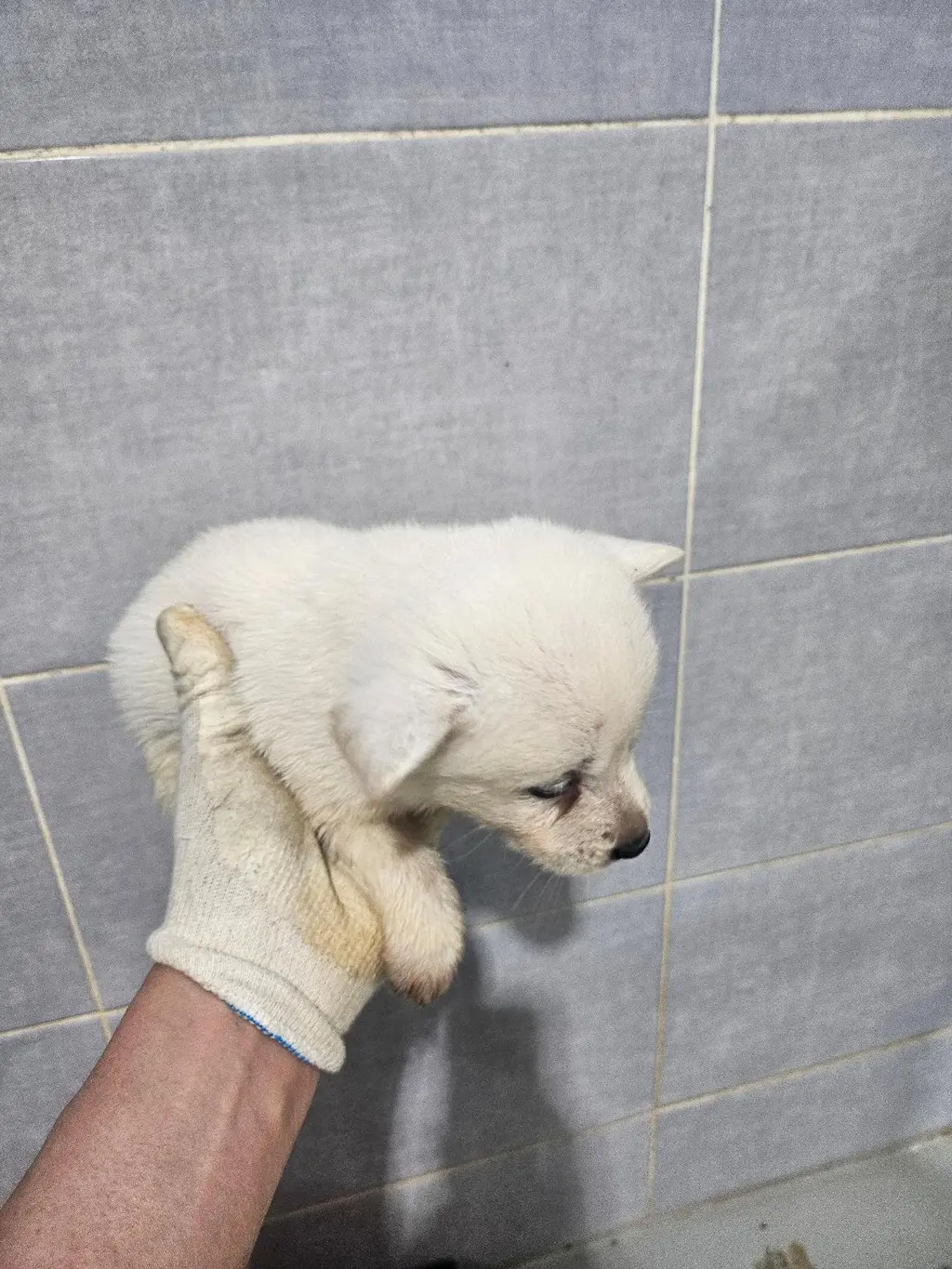 믹스견 보호중 사진