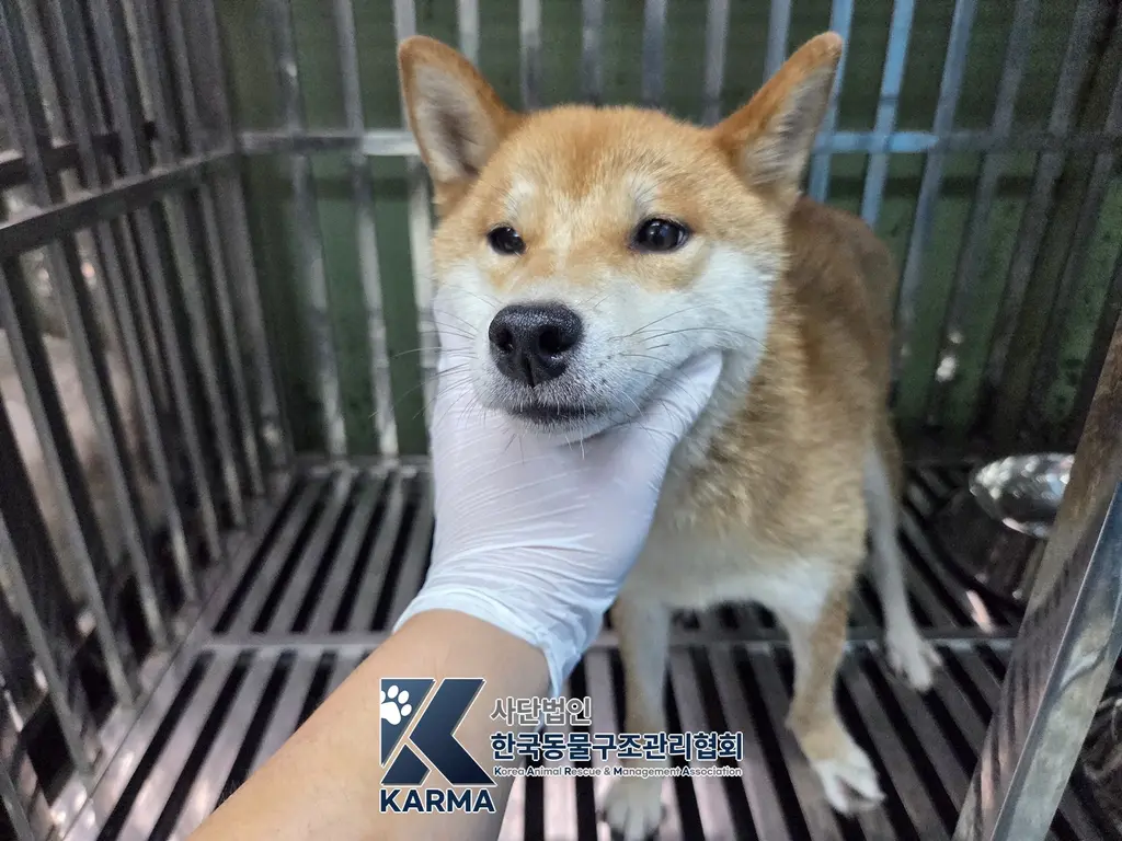 시바 보호중 사진