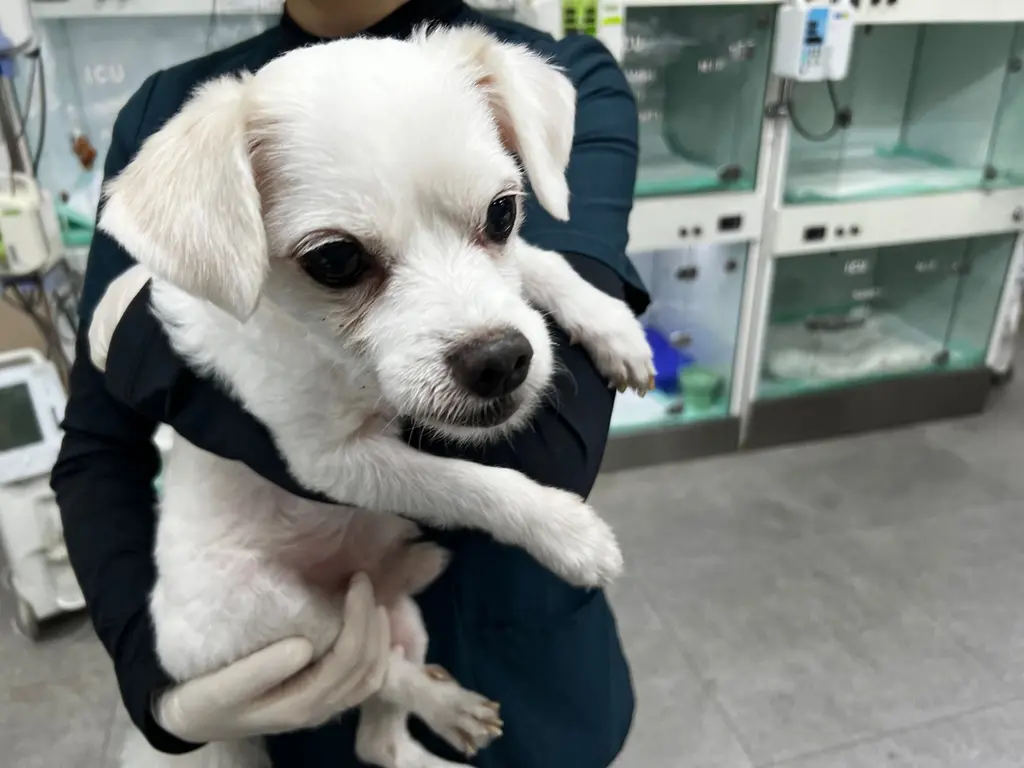 말티즈 보호중 사진