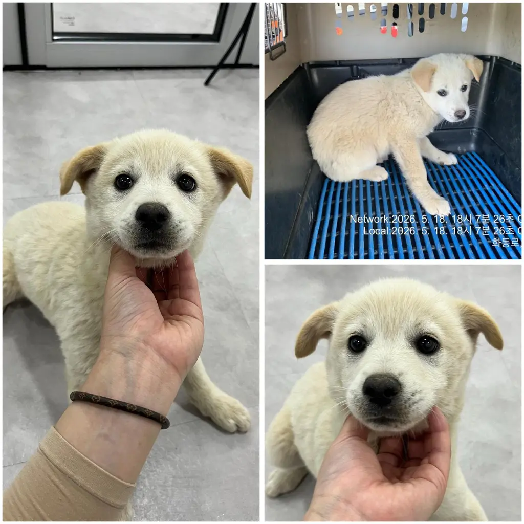 믹스견 보호중 사진