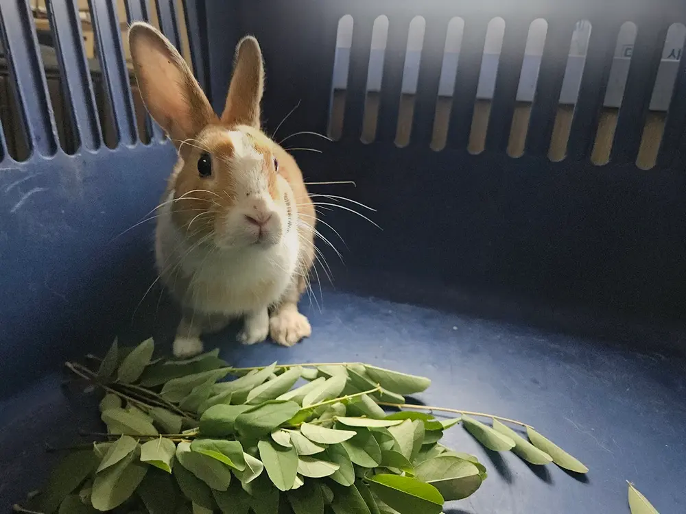 기타축종 보호중 사진