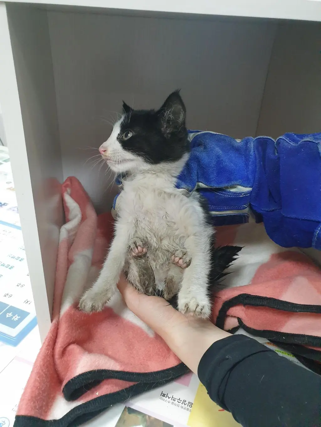 한국 고양이 보호중 사진