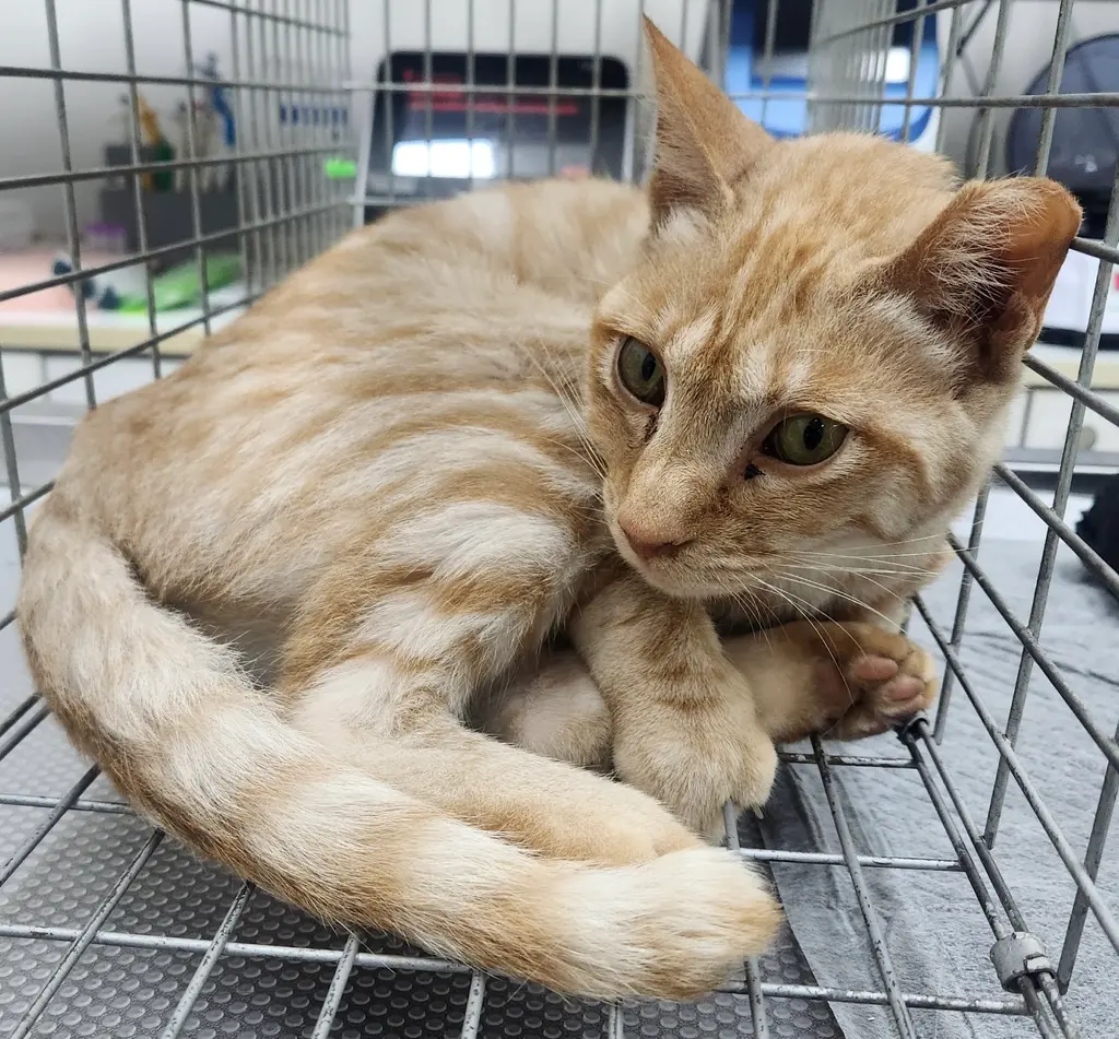 한국 고양이 보호중 사진
