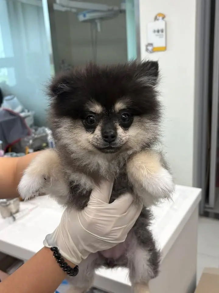 포메라니안 보호중 사진