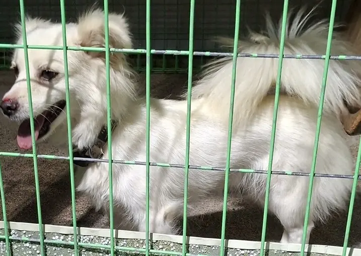 믹스견 보호중 사진