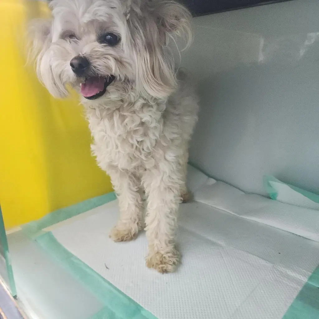 말티즈 보호중 사진