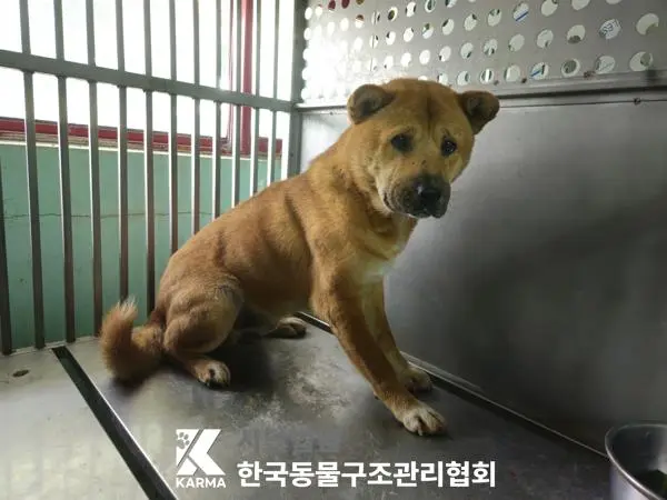 믹스견 보호중 사진