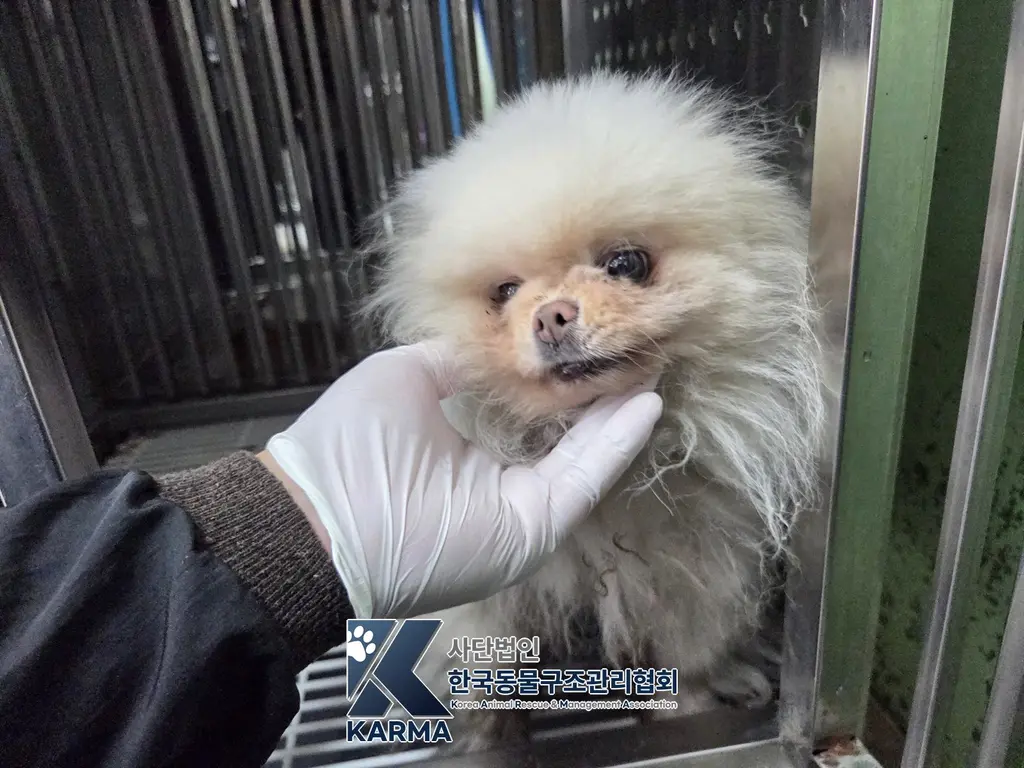포메라니안 보호중 사진
