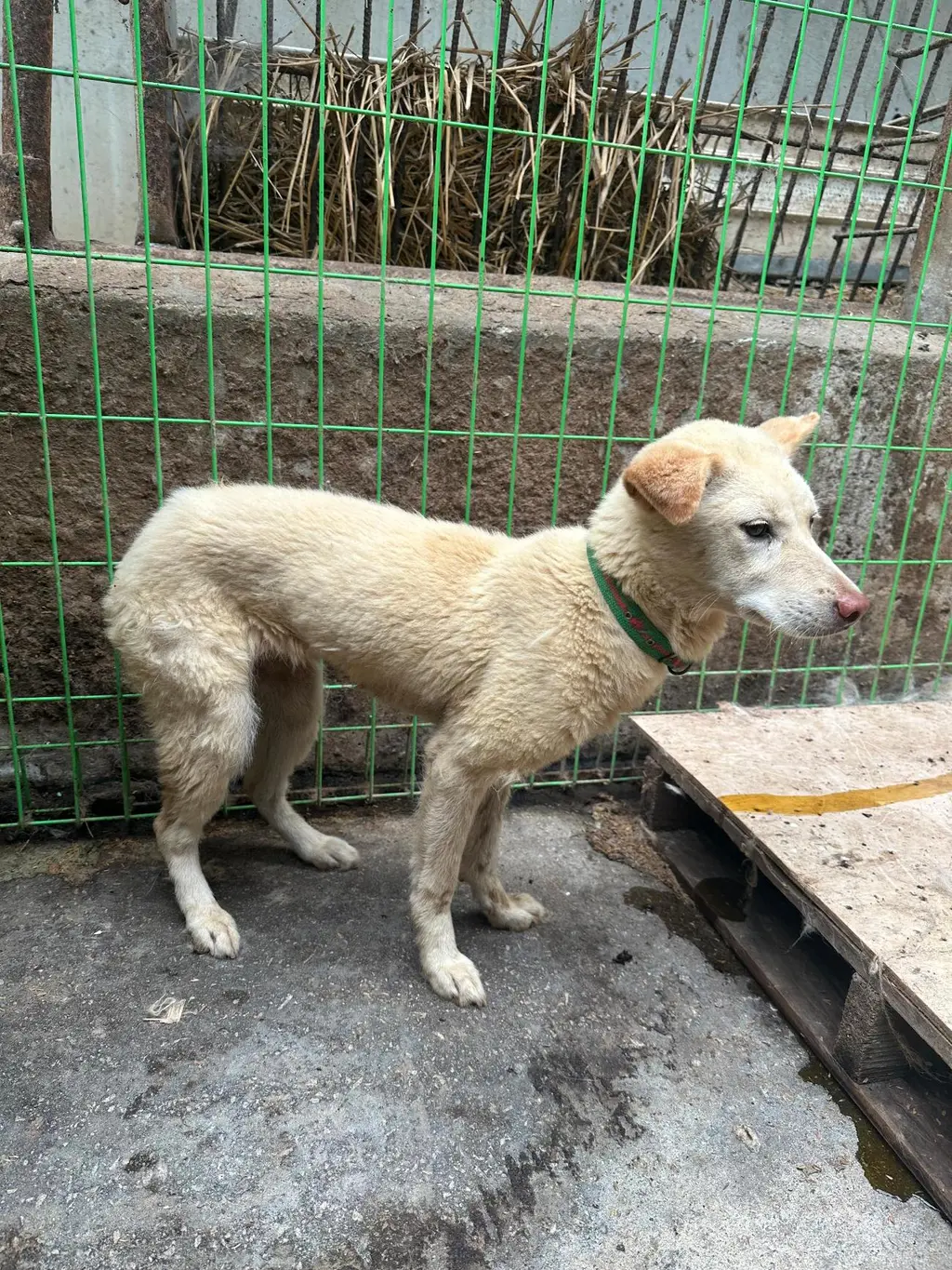 믹스견 보호중 사진