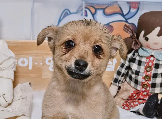 믹스견 보호중 사진