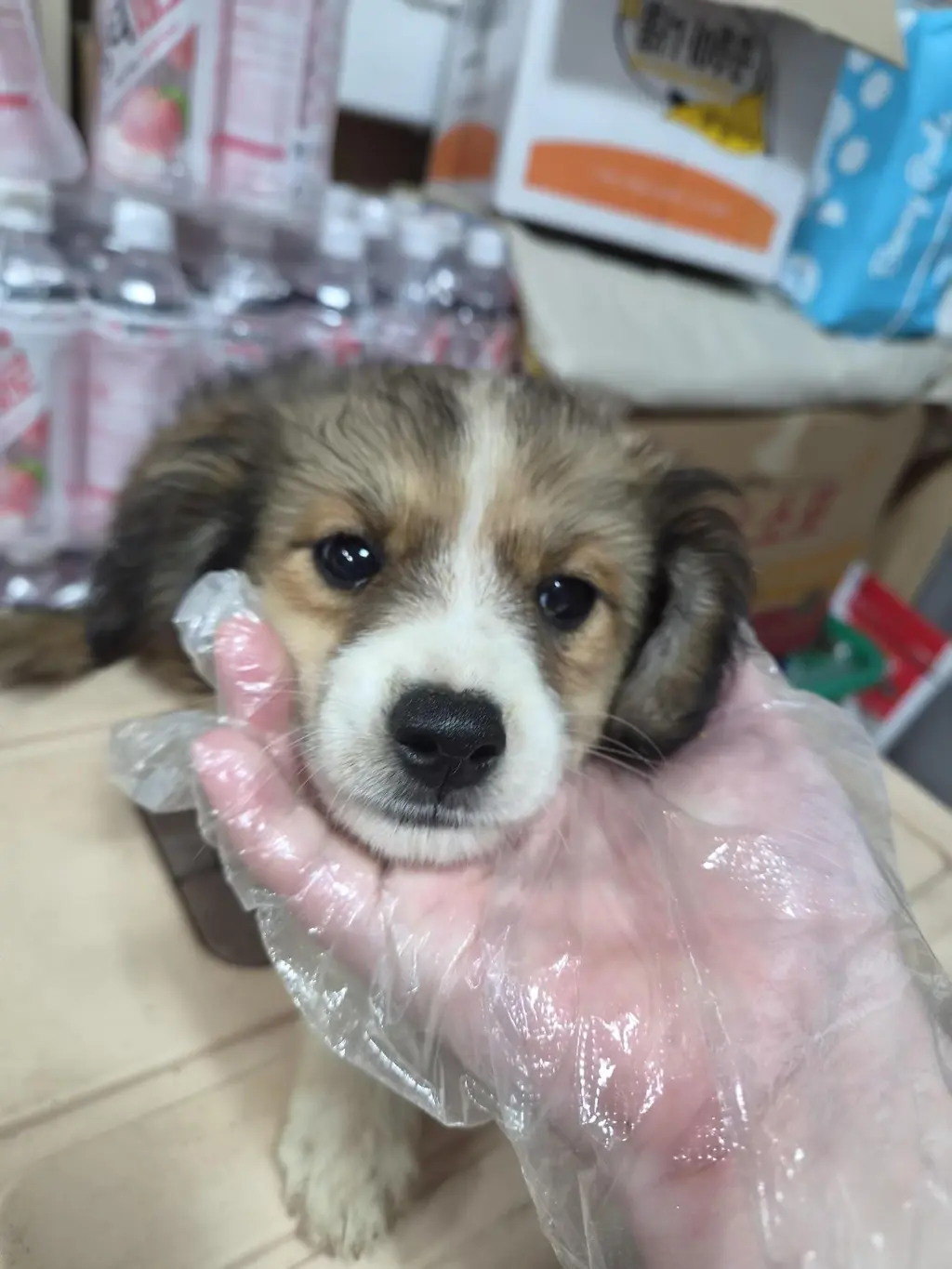 믹스견 보호중 사진