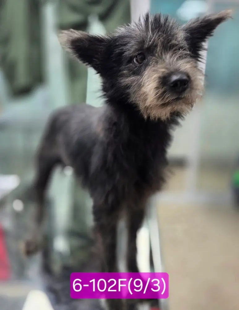 믹스견 보호중 사진
