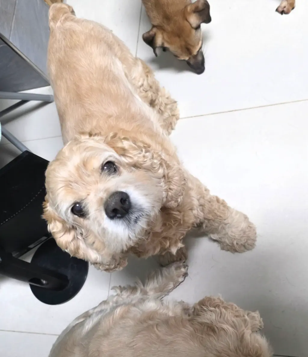 아메리칸 코카 스파니엘 보호중 사진