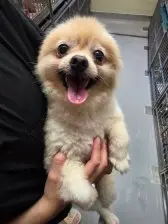 포메라니안 보호중 사진