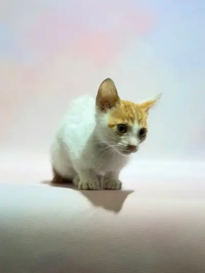 믹스묘 보호중 사진