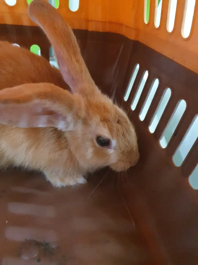 기타축종 보호중 사진