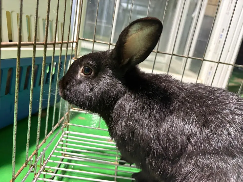 기타축종 보호중 사진