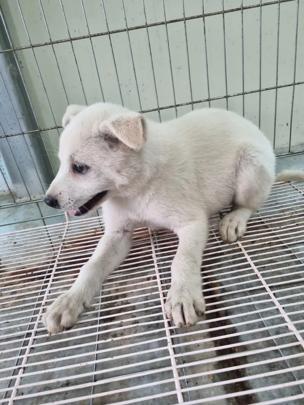 믹스견 보호중 사진