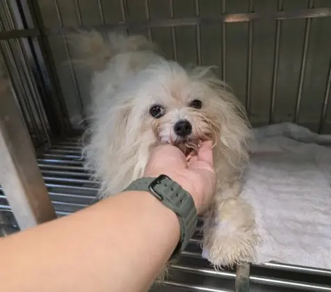 말티즈 보호중 사진