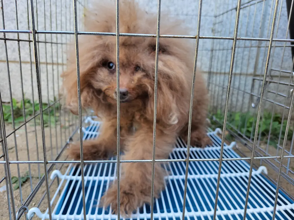 푸들 보호중 사진
