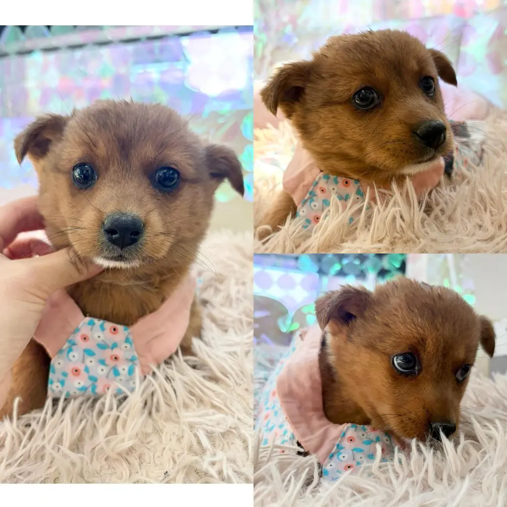 믹스견 보호중 사진