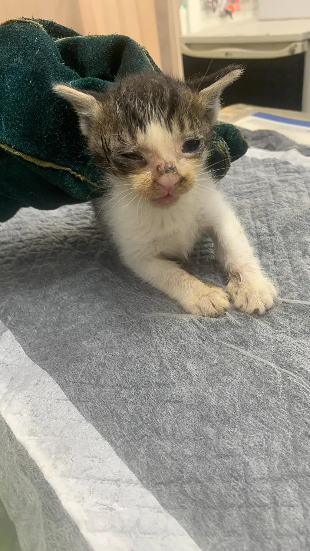 한국 고양이 보호중 사진
