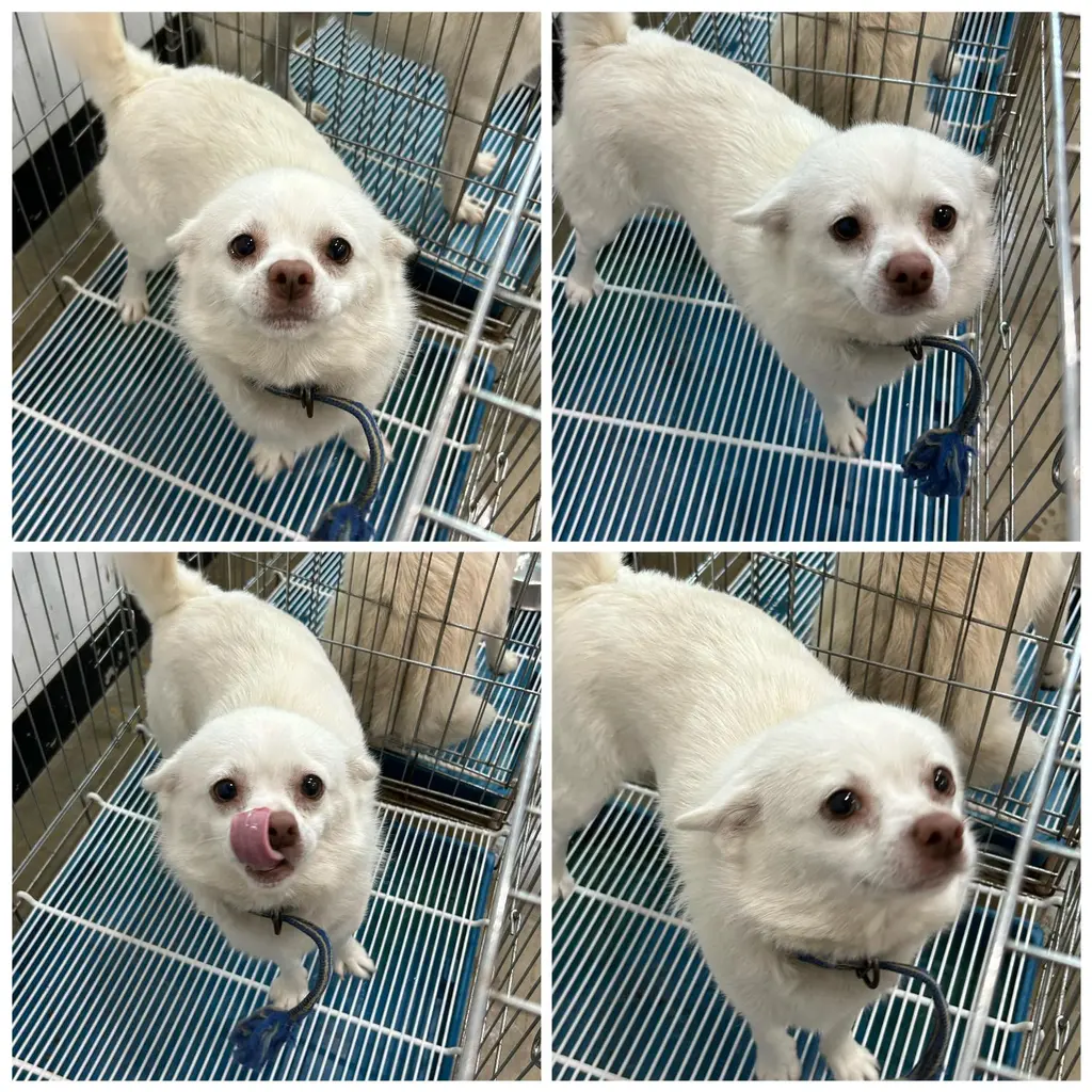 믹스견 보호중 사진