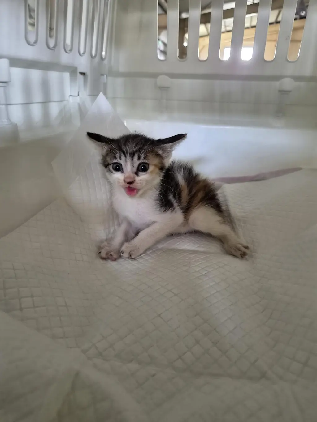 한국 고양이 보호중 사진