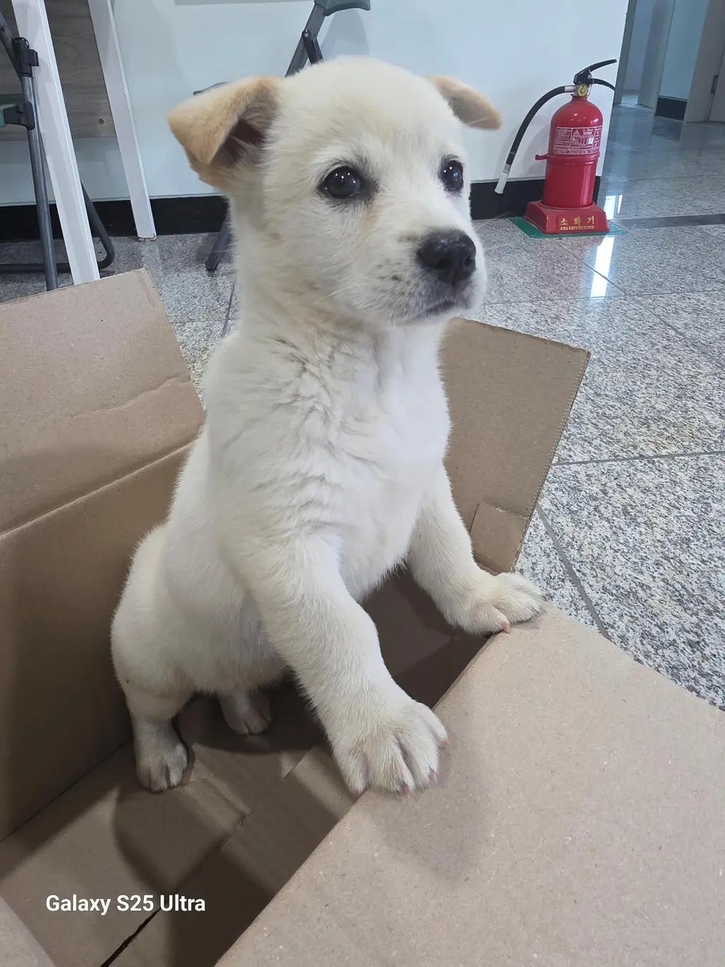 믹스견 보호중 사진