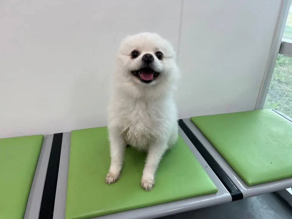 믹스견 보호중 사진
