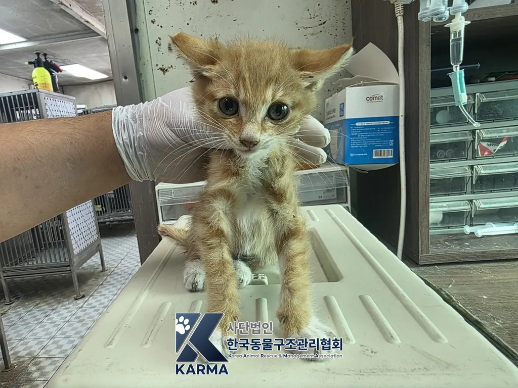 한국 고양이 보호중 사진