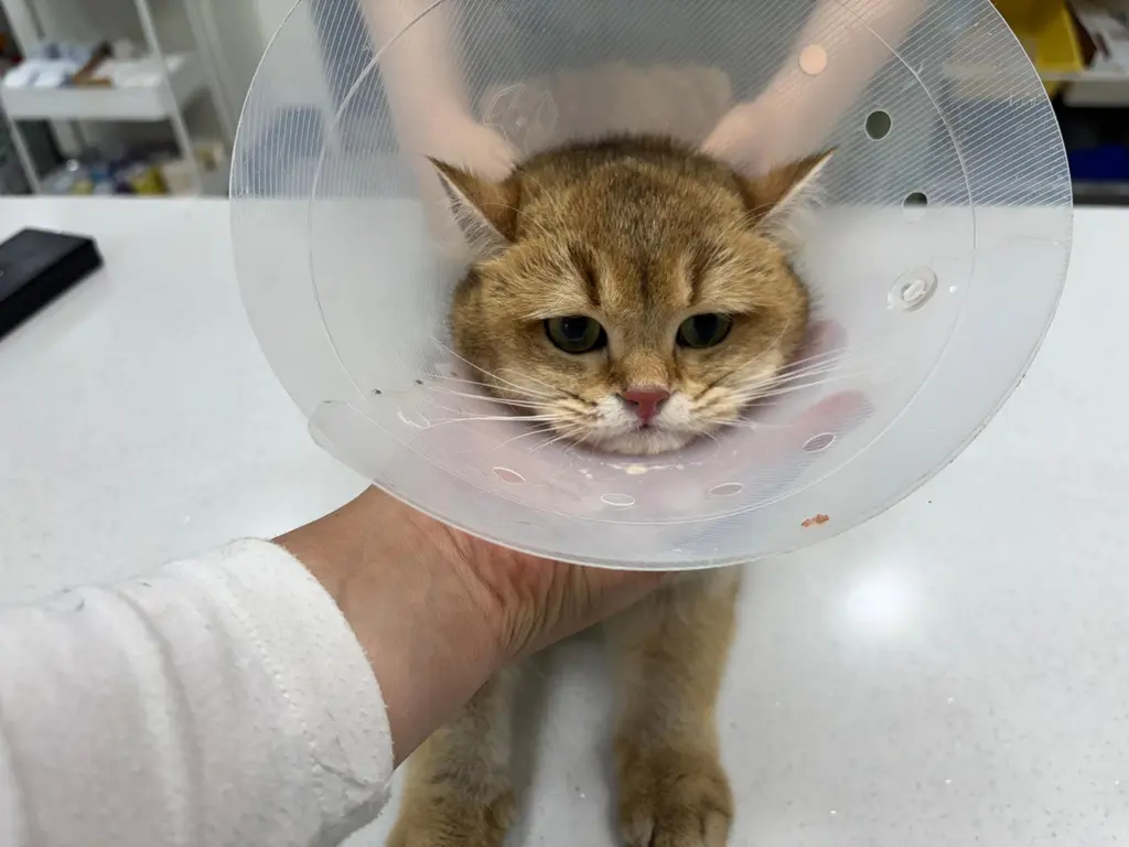 브리티시 쇼트헤어 보호중 사진