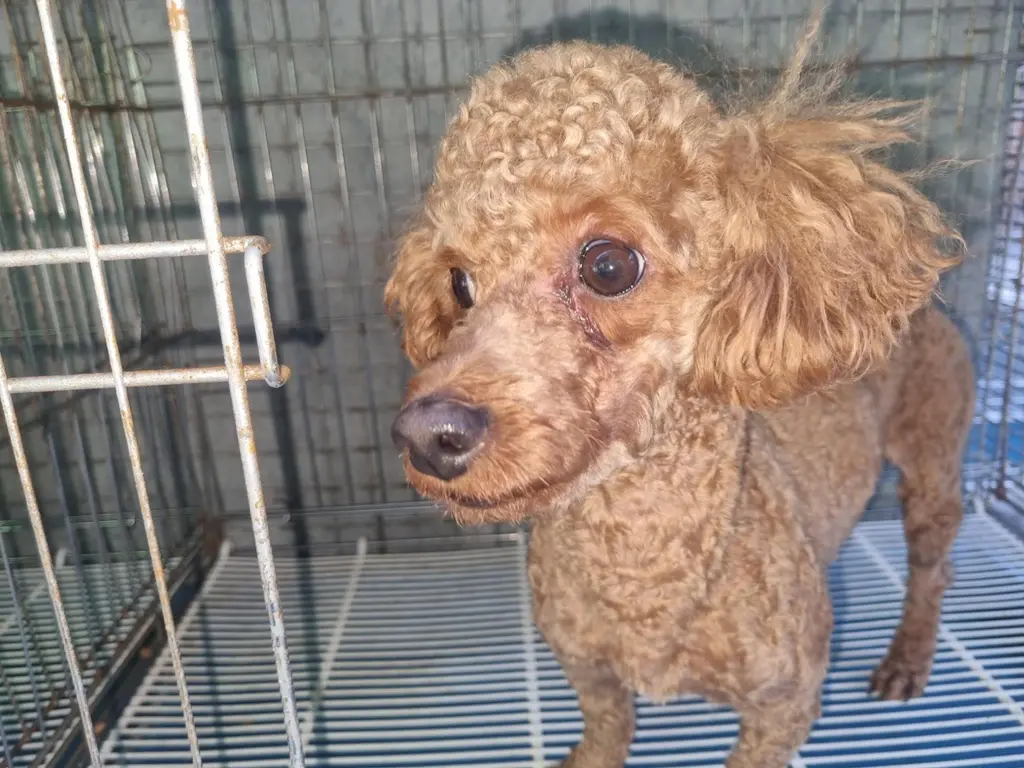 푸들 보호중 사진