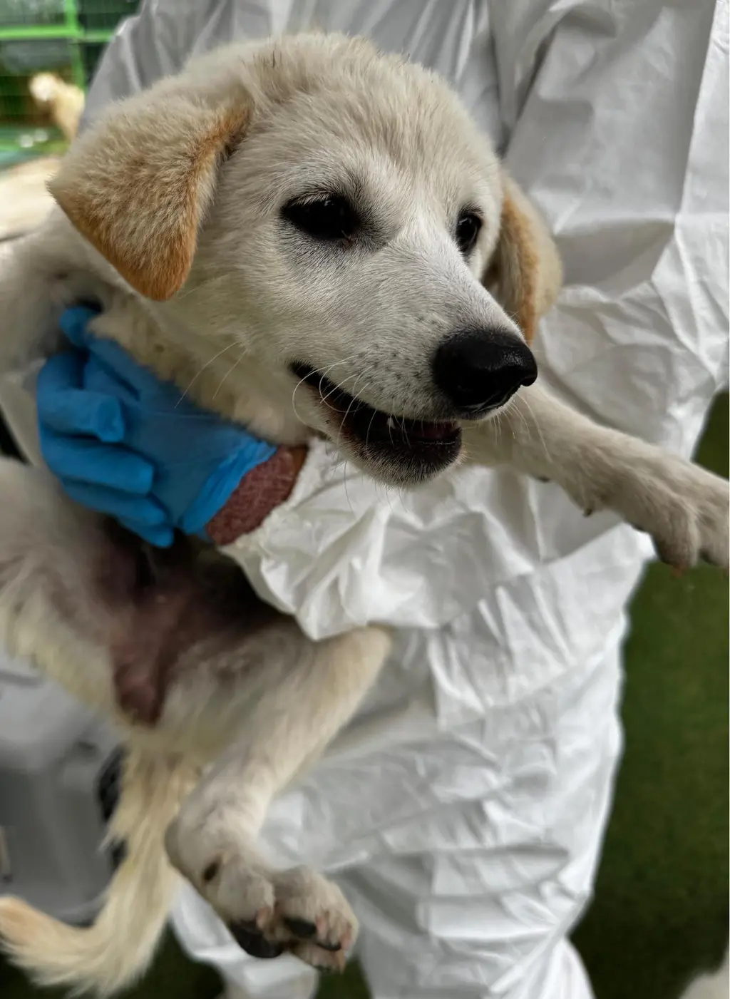 믹스견 보호중 사진