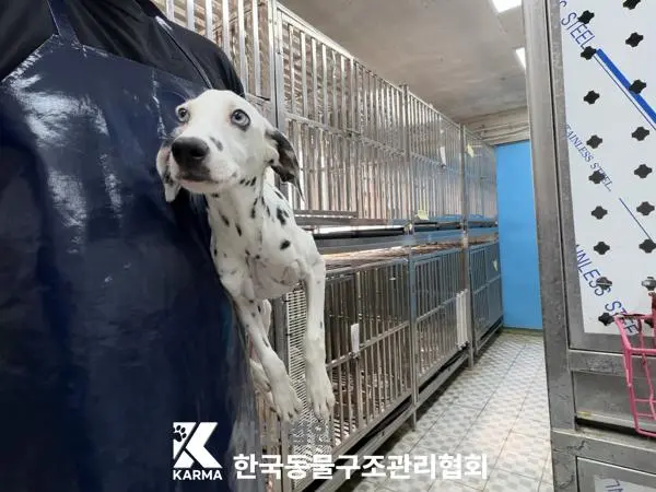 달마시안 보호중 사진