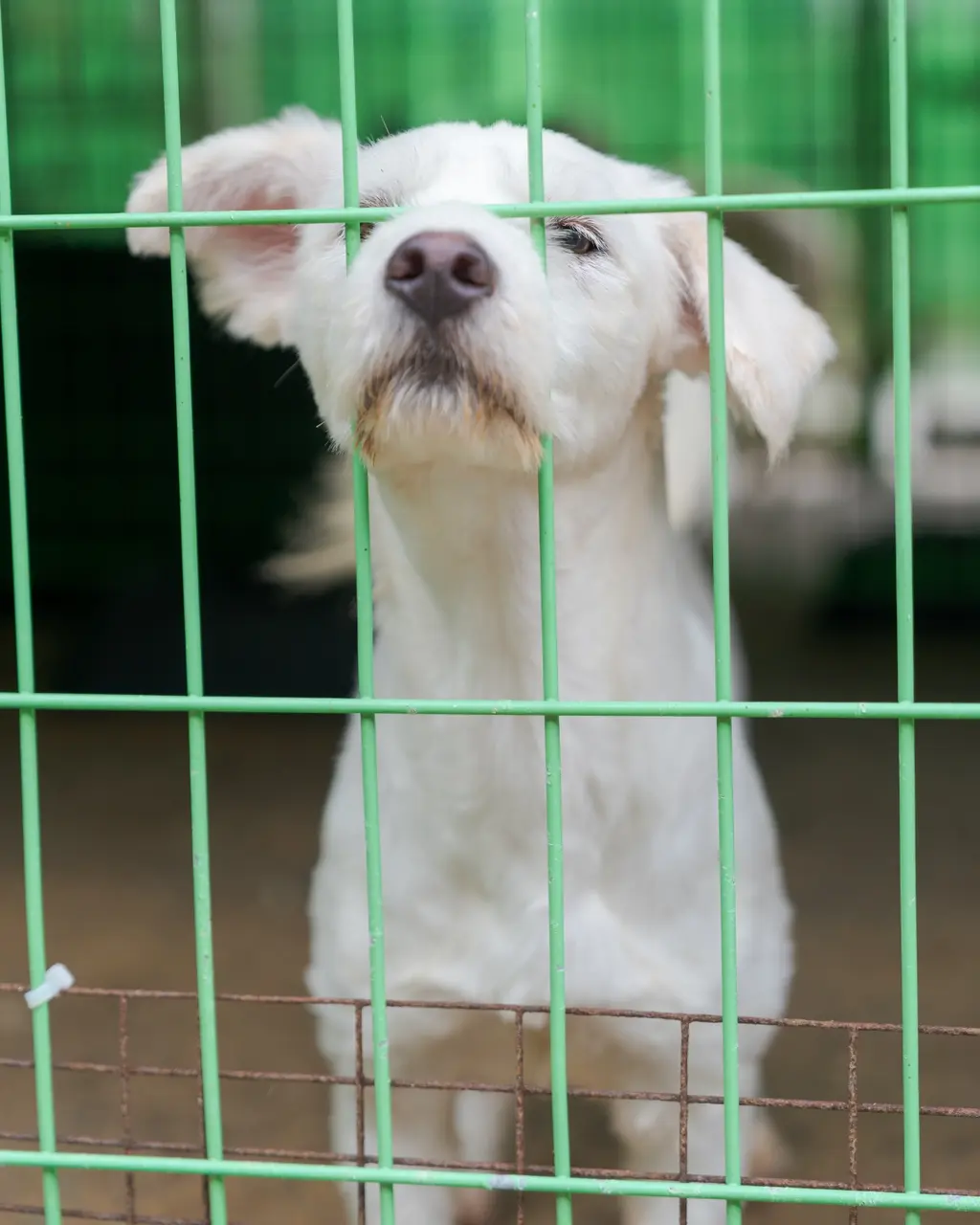 믹스견 보호중 사진