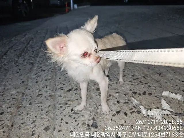 치와와 보호중 사진
