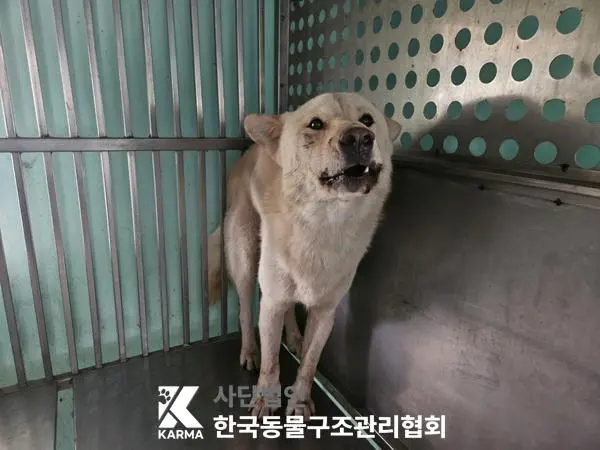 믹스견 보호중 사진
