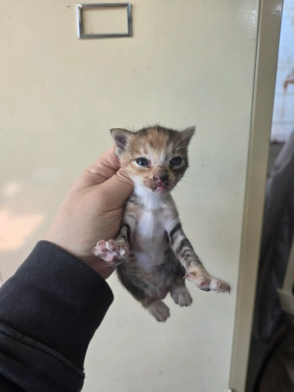 한국 고양이 보호중 사진