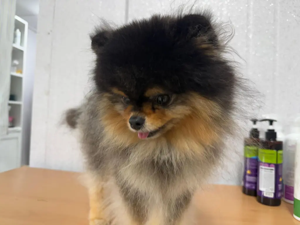 포메라니안 보호중 사진