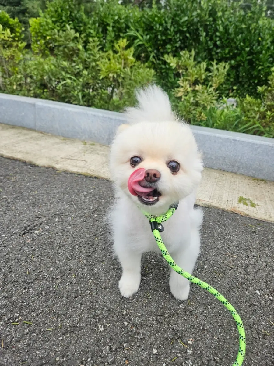 포메라니안 보호중 사진